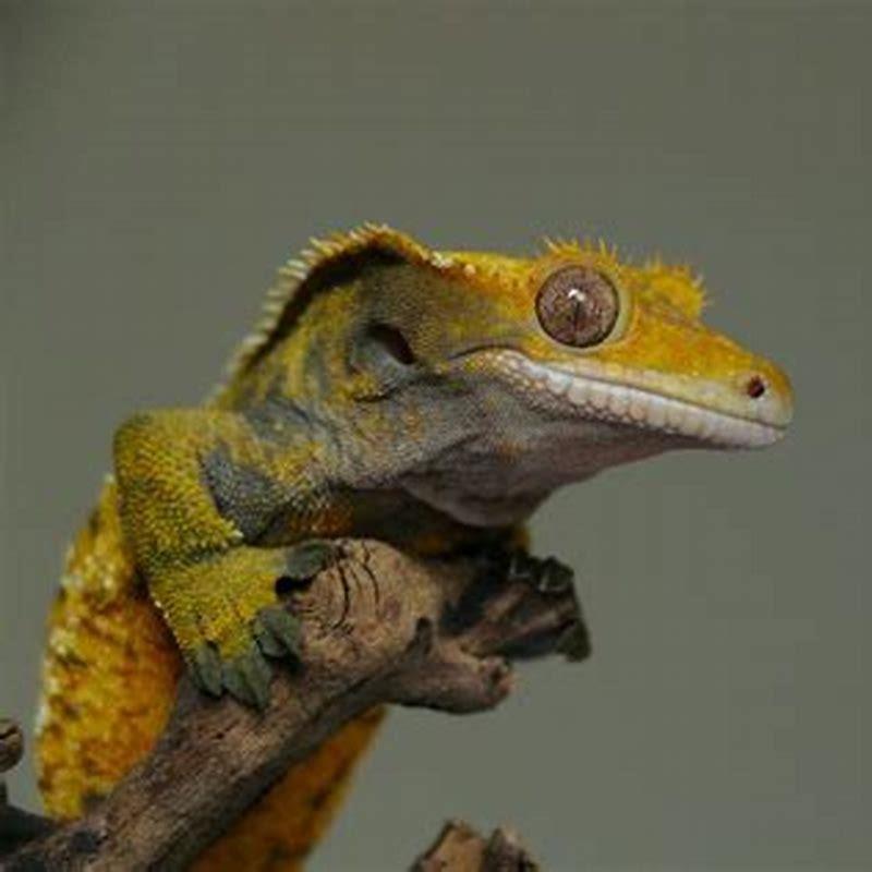 Why are red bulbs bad for reptiles?