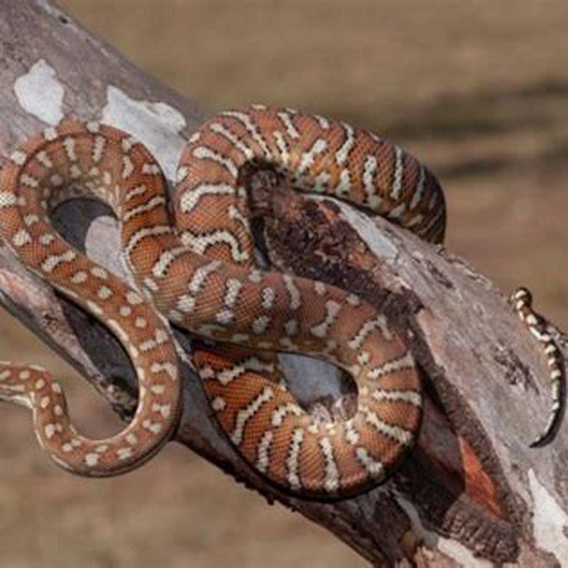 Why are reptiles pupils vertical?