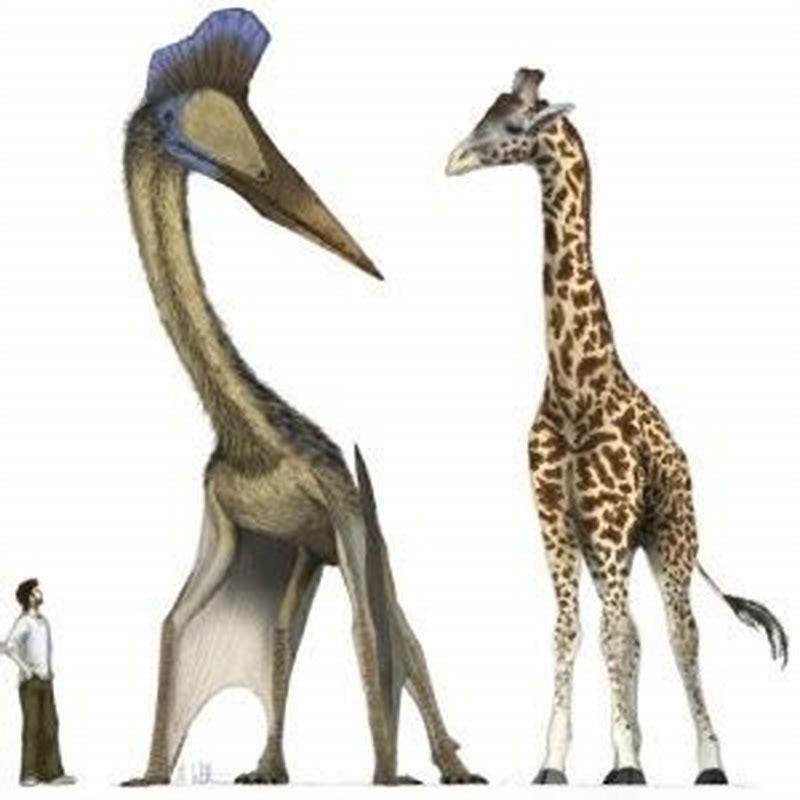 Why did Micropachycephalosaurus go extinct?