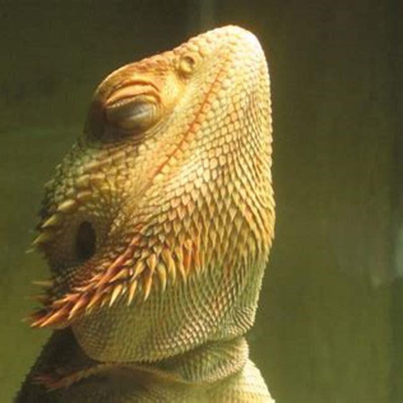 Why do reptiles need heat lamps? - DIY Seattle