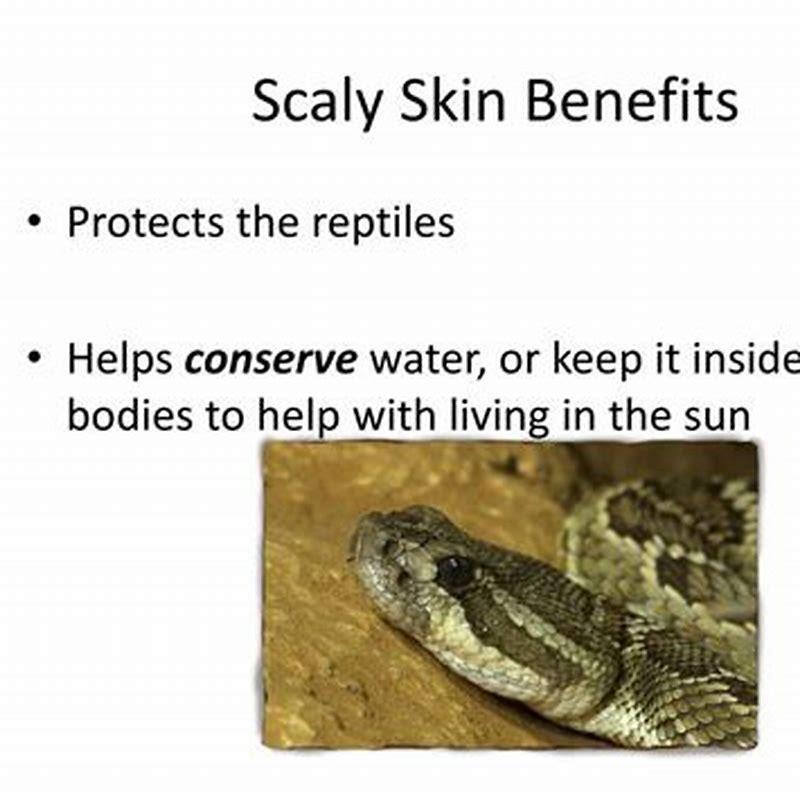 Why do reptiles need to lay in the sun? - DIY Seattle