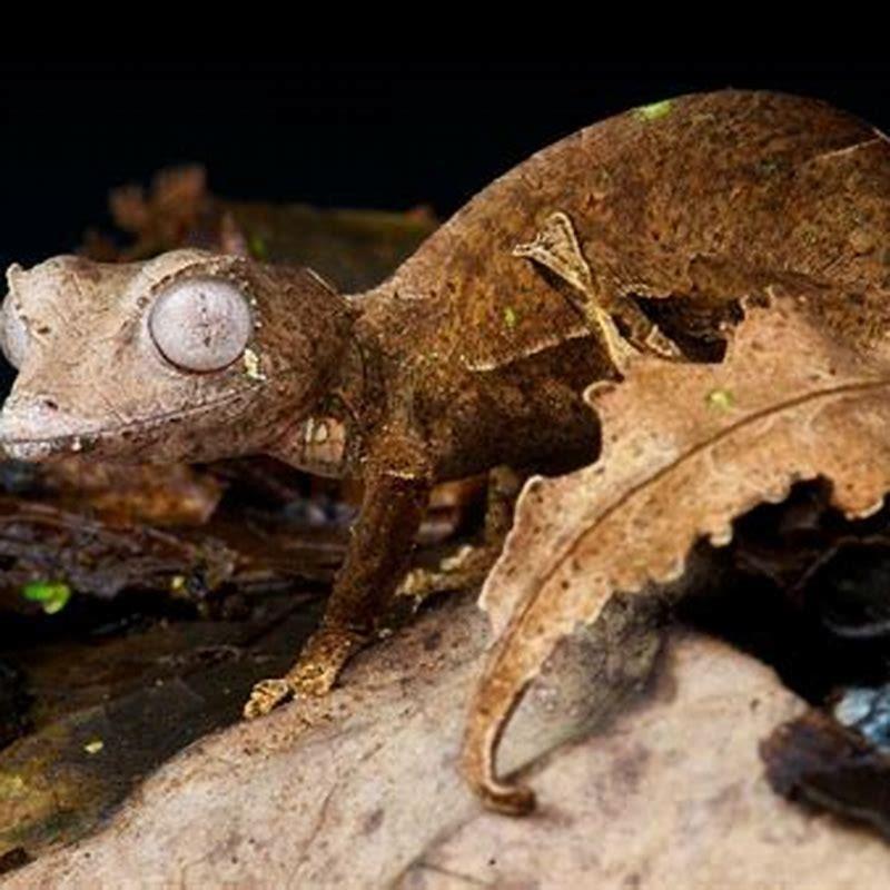 Why is it called satanic leaf-tailed gecko?