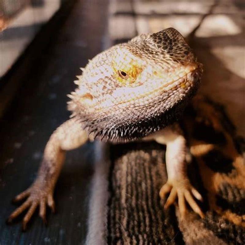 Are bearded dragons legal in Hawaii?