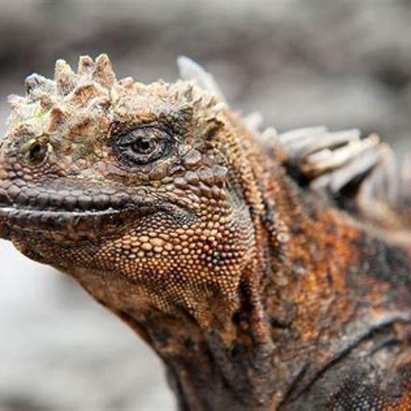 Why Are Dinosaurs Considered Reptiles DIY Seattle why-are-dinosaurs-considered-reptiles-diy-seattle