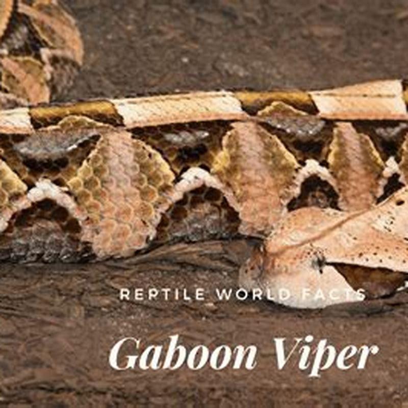 are-gaboon-vipers-good-pets-diy-seattle