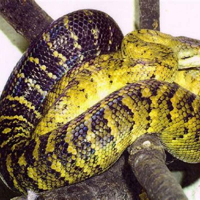 Are Jamaican boas poisonous? - DIY Seattle