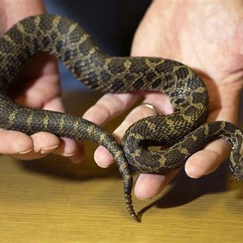 are-massasauga-snakes-poisonous-diy-seattle