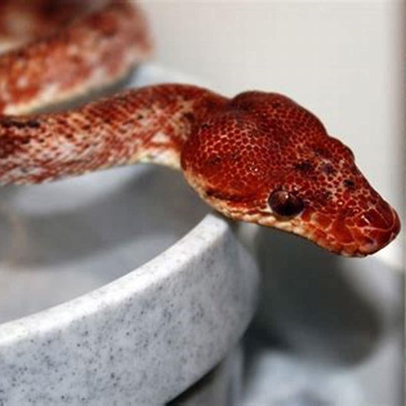 Are tree boas aggressive?