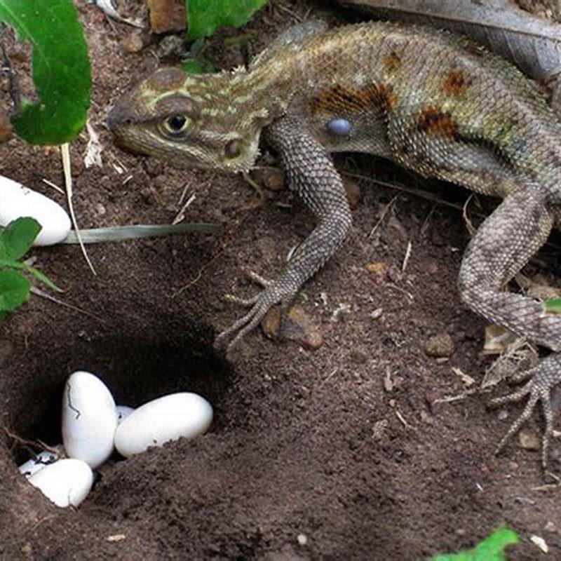 Do All Lizards Lay Eggs Diy Seattle 