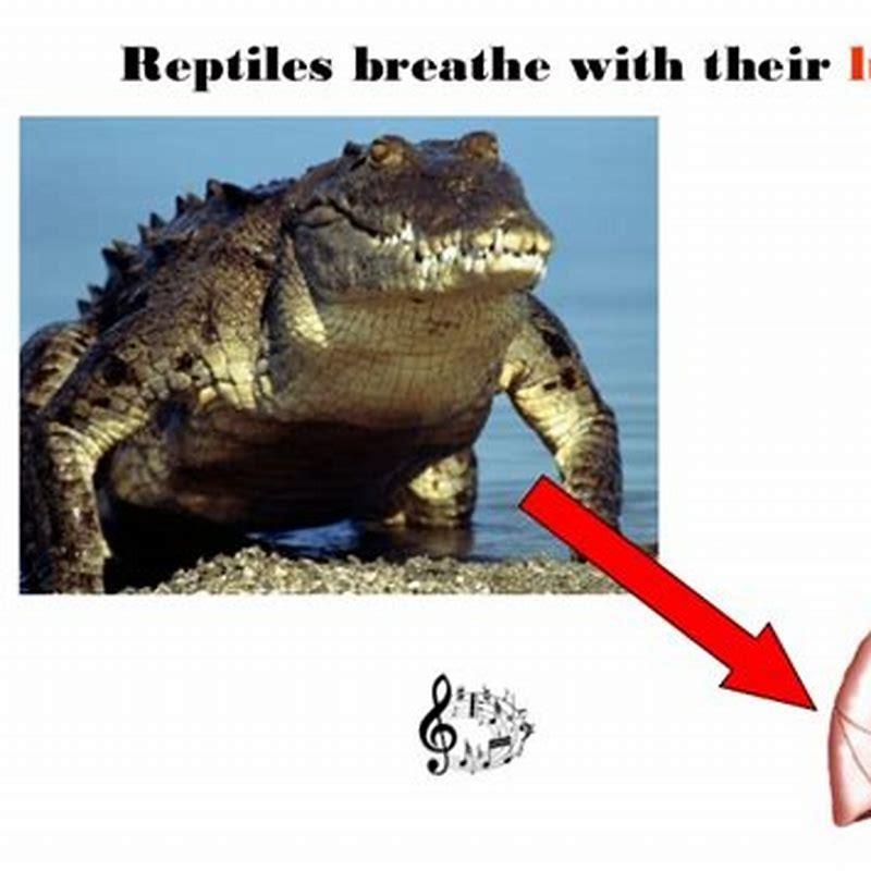 Do all reptiles breathe air?