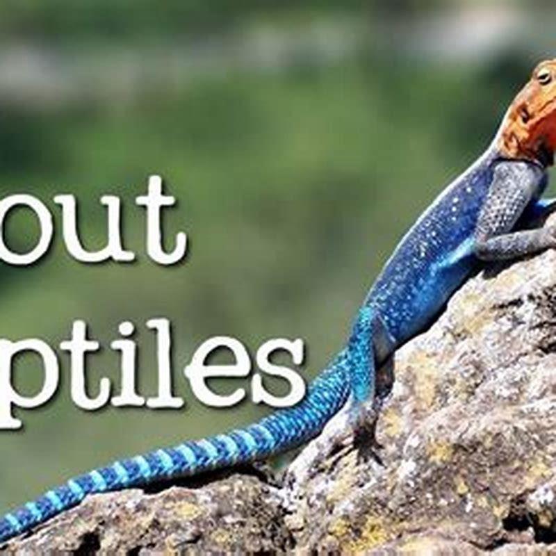 Do any reptiles like to be held?