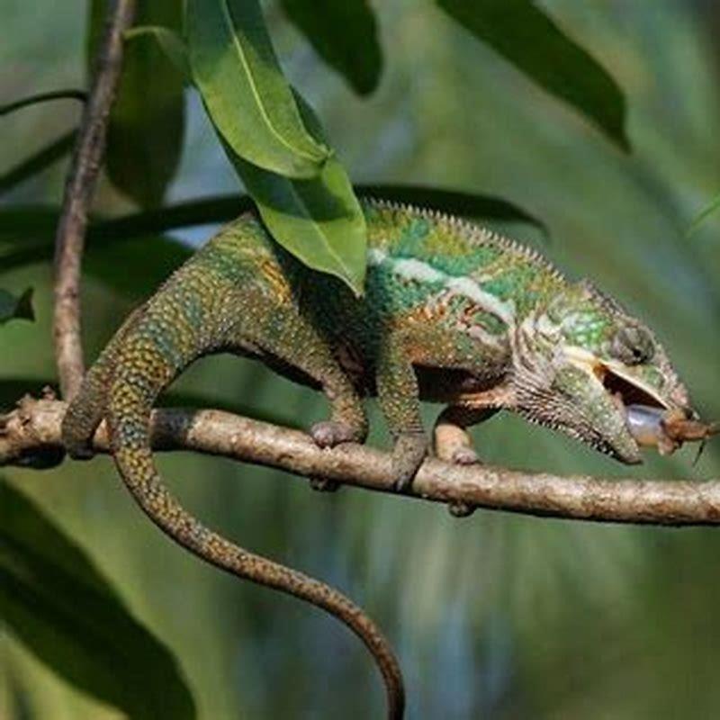 Do chameleons eat other animals? - DIY Seattle