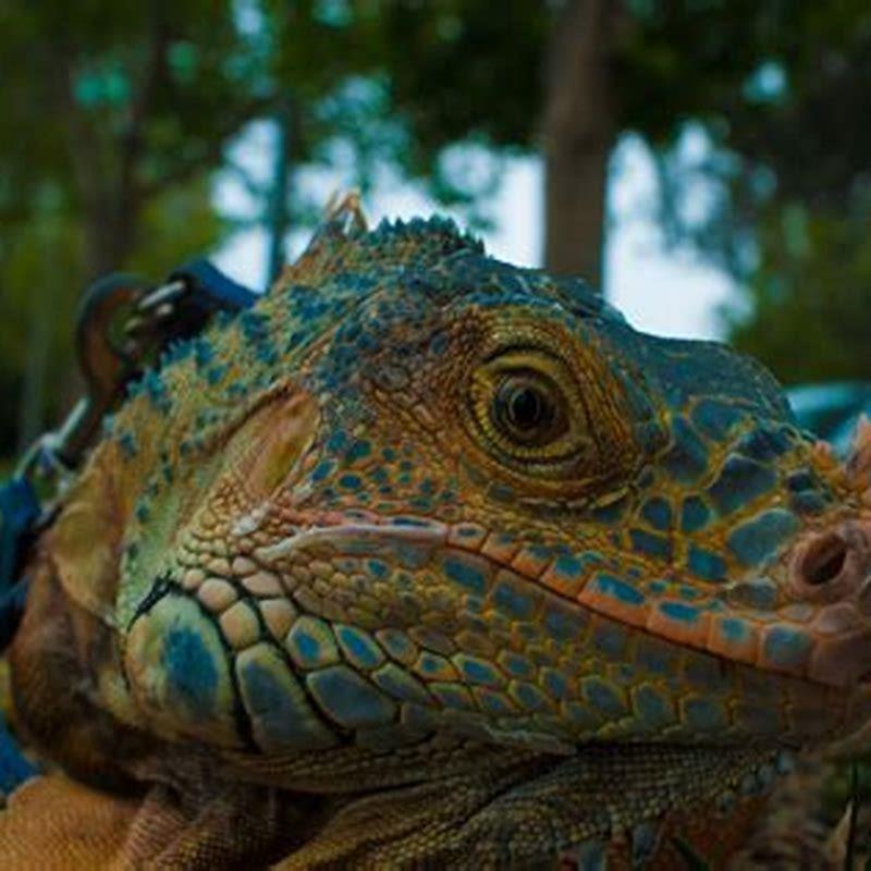Do reptiles breathe through their nose?