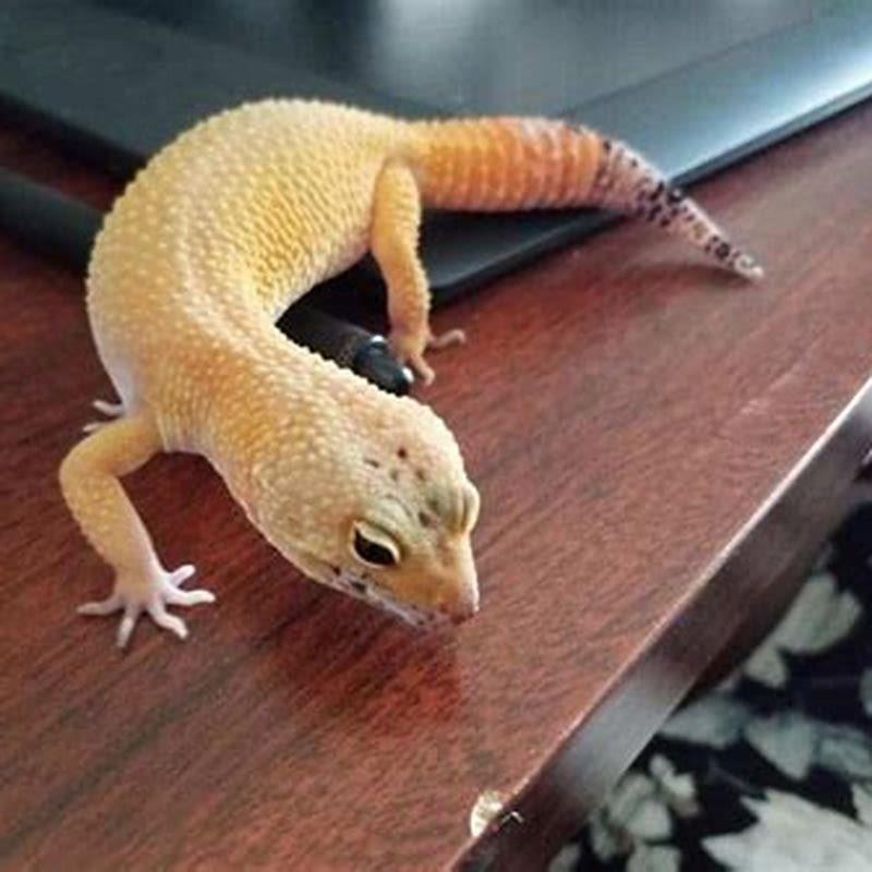 Do reptiles sense of smell?