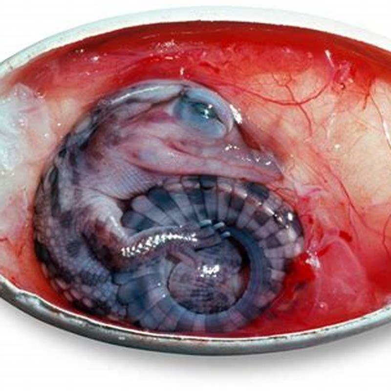 Do reptiles take care of their eggs?