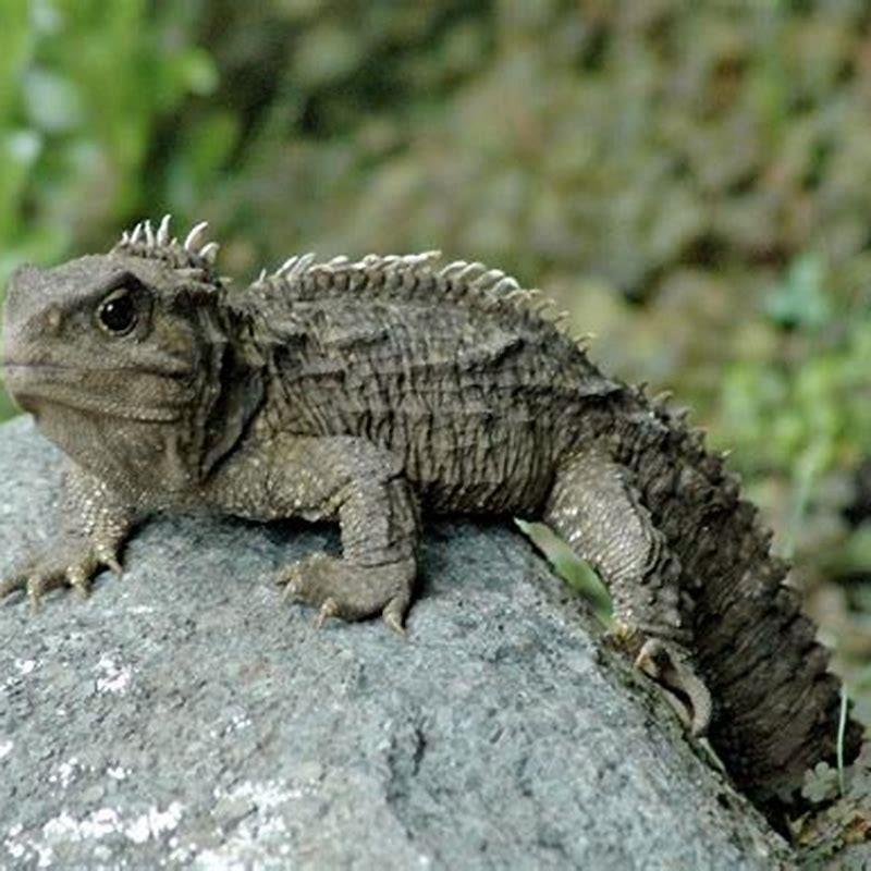Do Tuataras live in burrows?