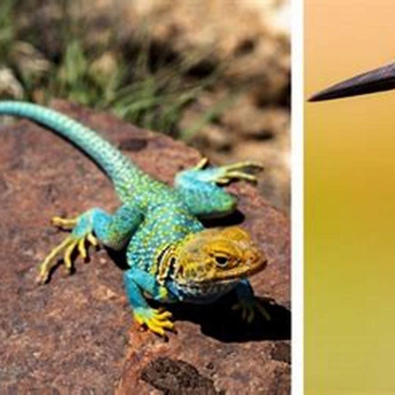 How are birds and reptiles different?
