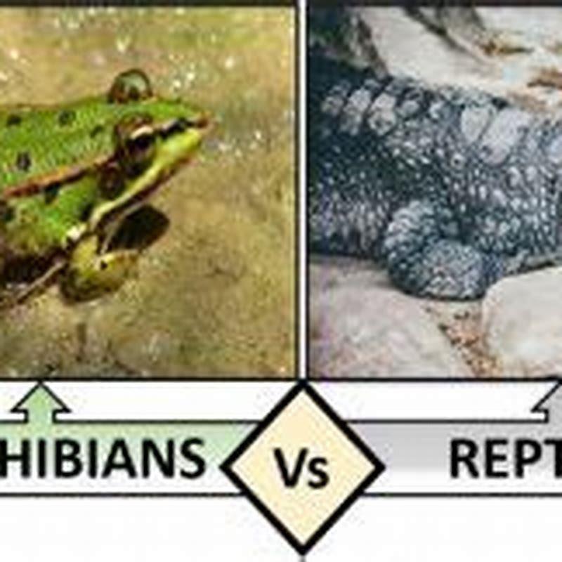 How are reptiles and amphibians important to the environment? - DIY Seattle