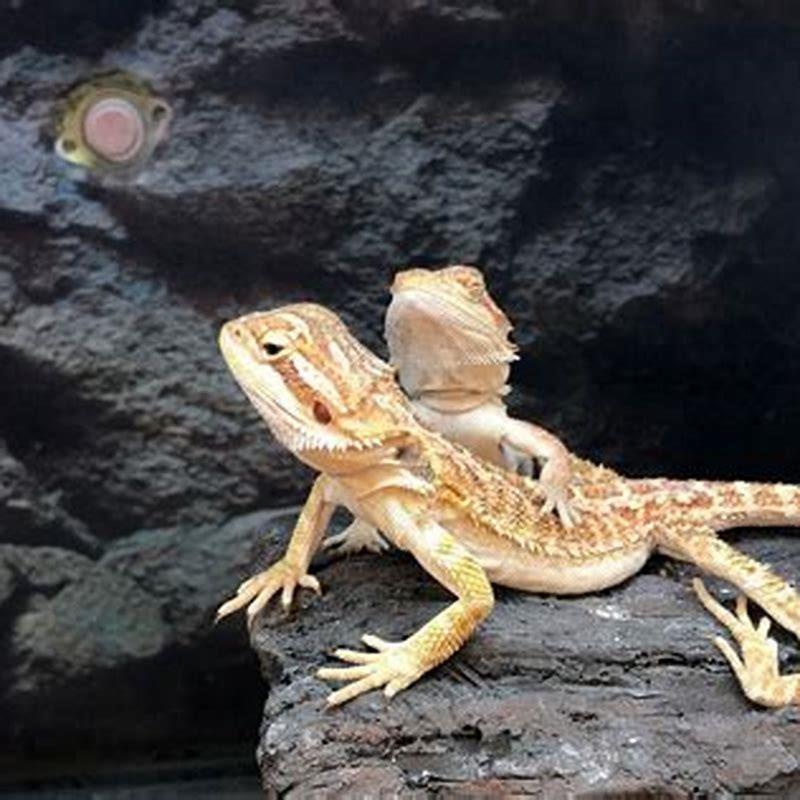 How do I keep crickets alive for my bearded dragon?