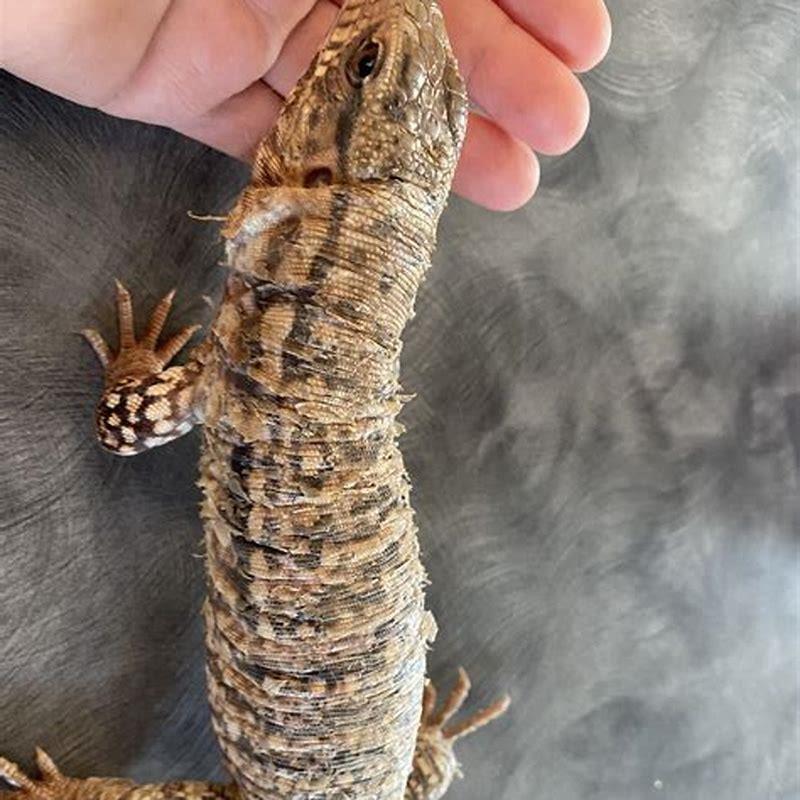 How do you disinfect twigs?