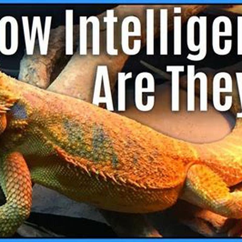 How intelligent are reptiles? - DIY Seattle