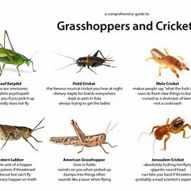 How long do live crickets last? - DIY Seattle