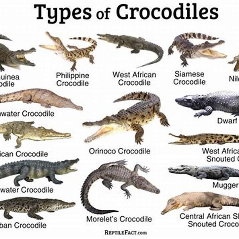 How many crocodilian species are there? - DIY Seattle