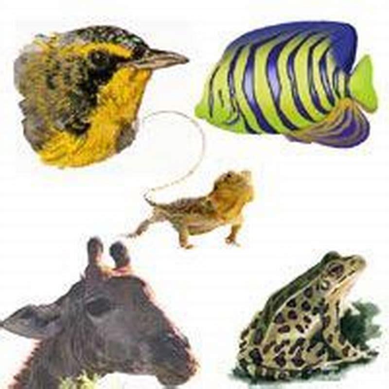 In which phylum are reptiles and amphibians?