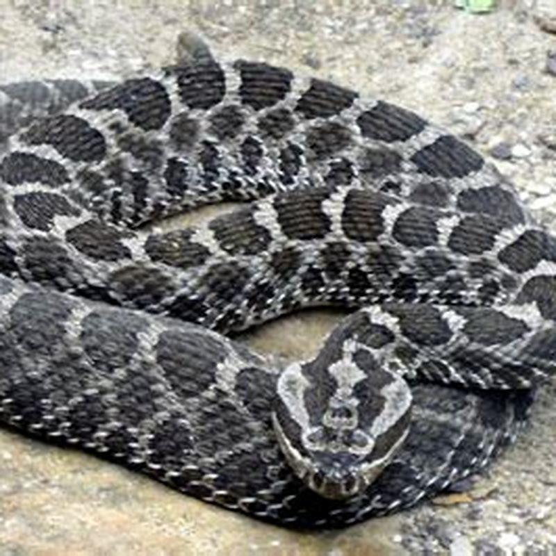 Is a massasauga a rattlesnake? - DIY Seattle