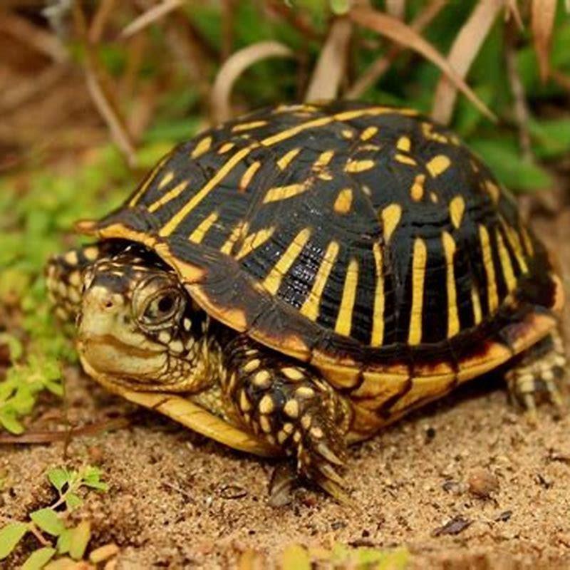 Is an ornate box turtle a tortoise?