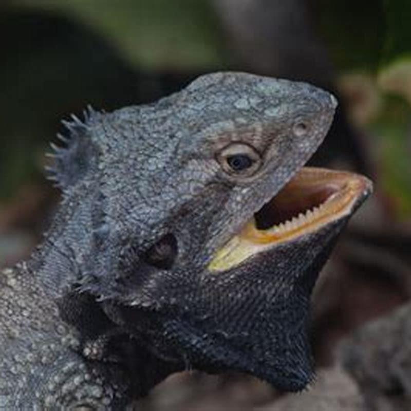 is-lizard-have-teeth-diy-seattle