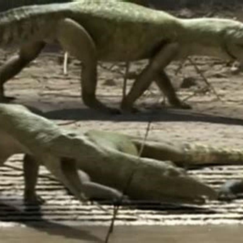 Is Proterosuchus a dinosaur?