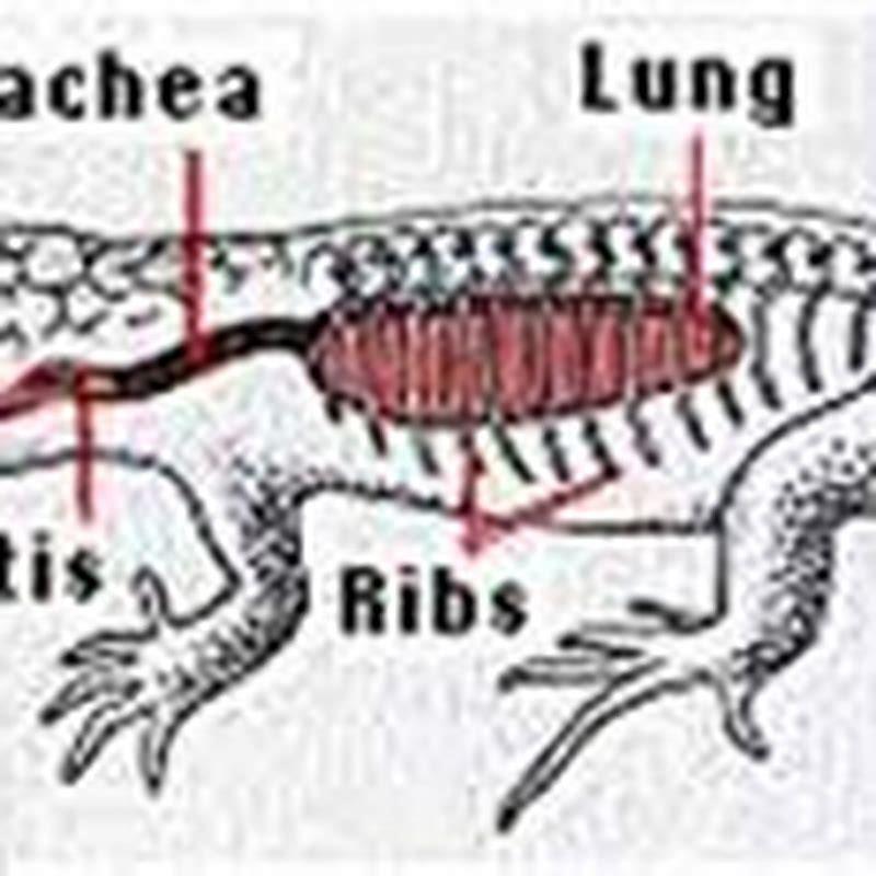 Is the reptiles breathe through gills?