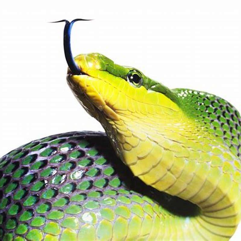 What covers the body of a reptile?
