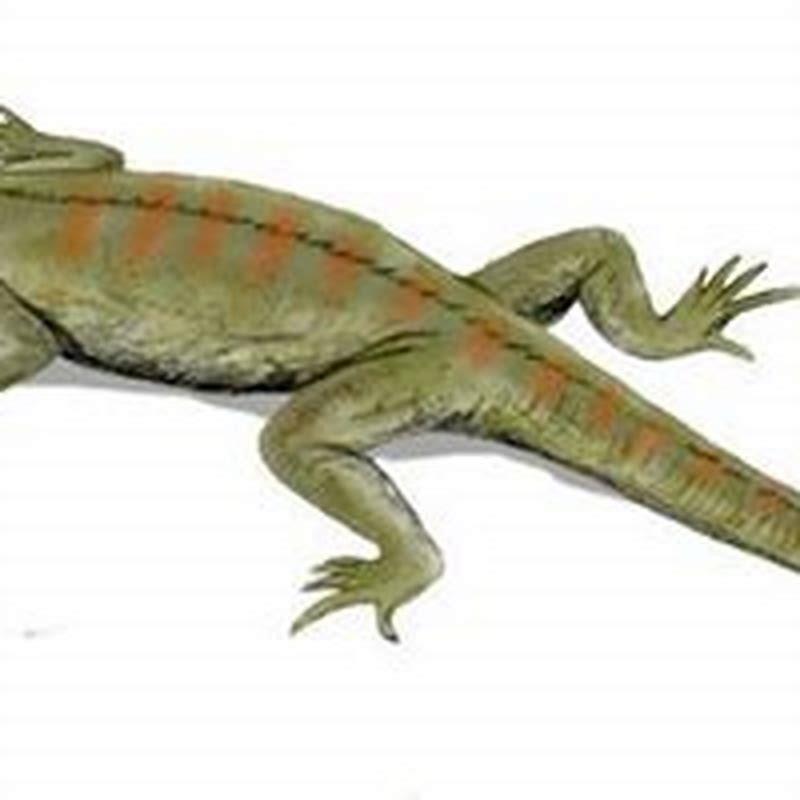 What did Hylonomus eat?