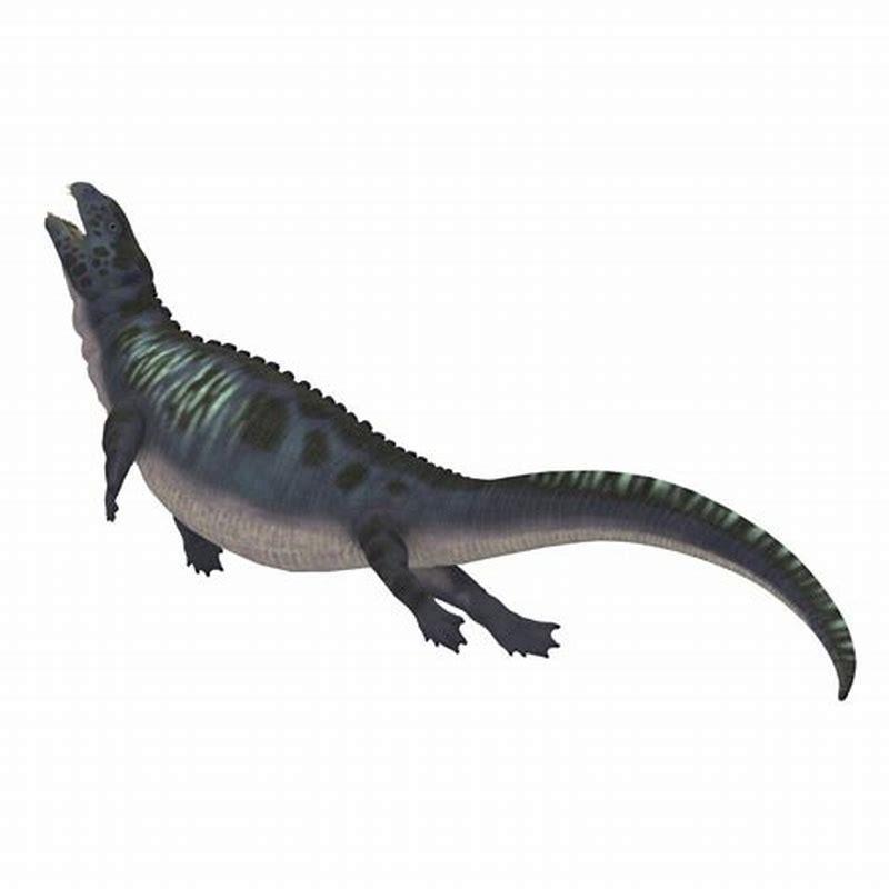 What did Placodus eat?