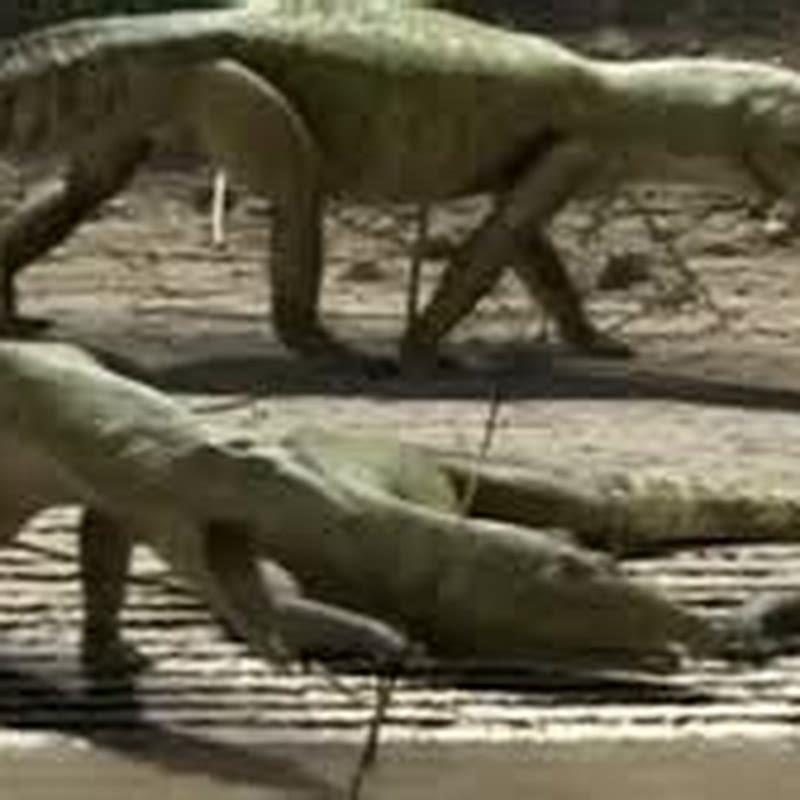 What did Proterosuchus eat?