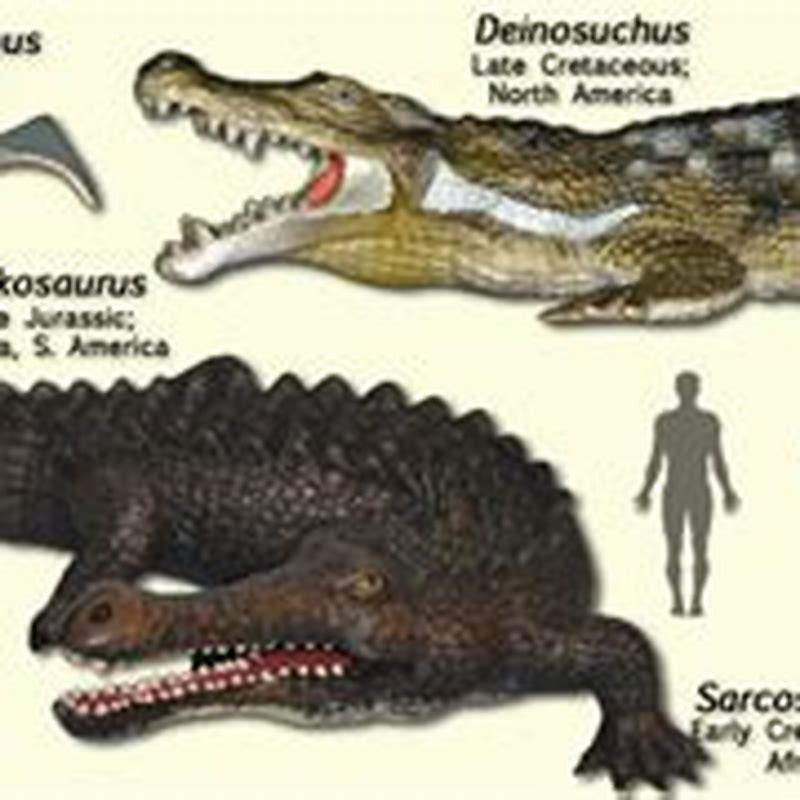 What did the Crocodylomorpha eat?