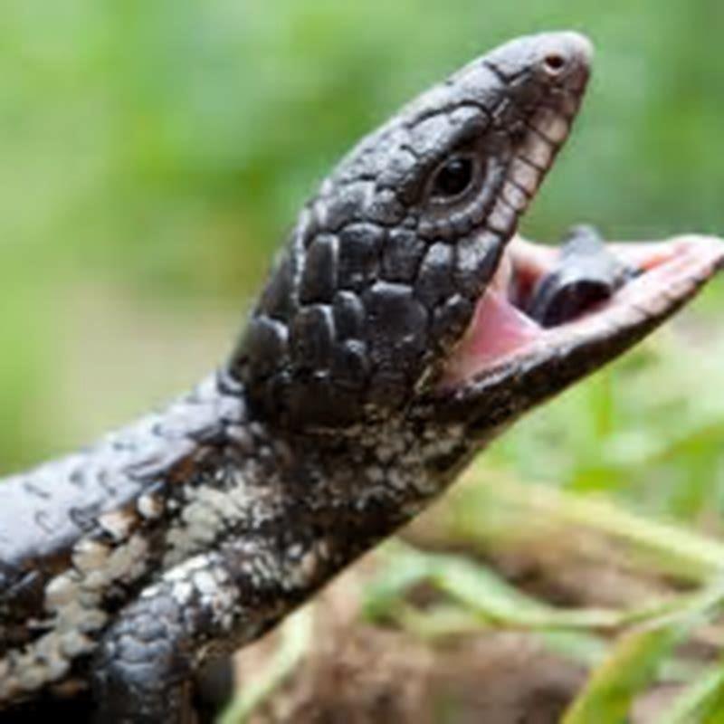 What do Australian reptiles eat?