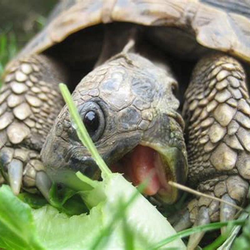 What do land tortoises eat?