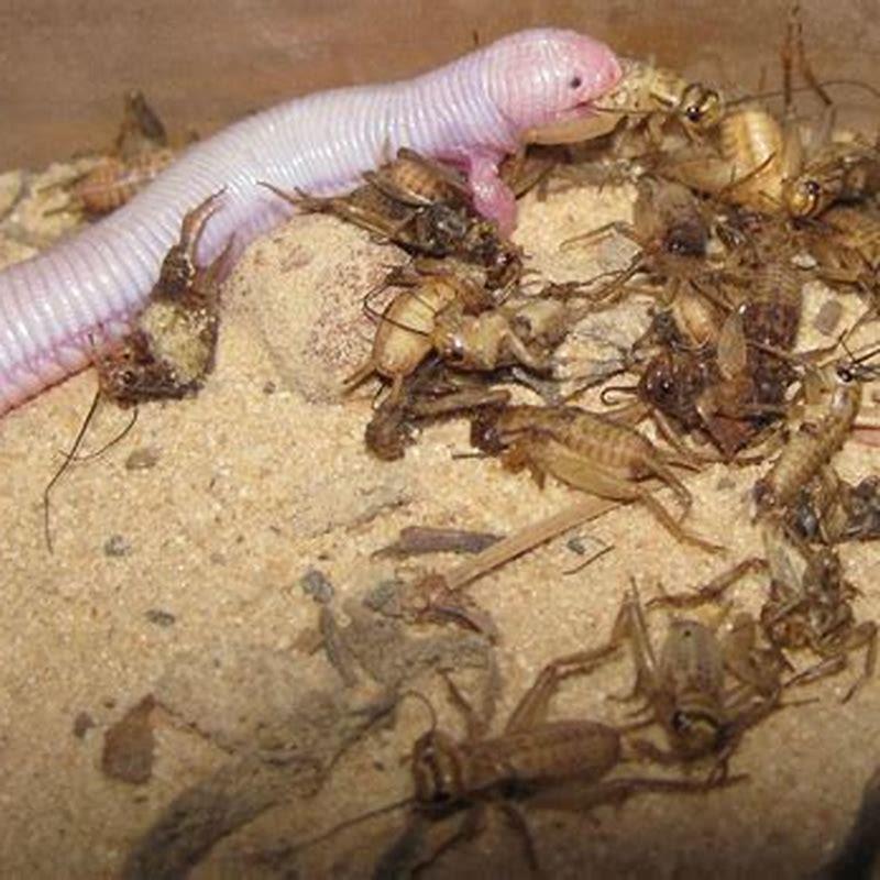 What do Mexican rattlesnakes eat?