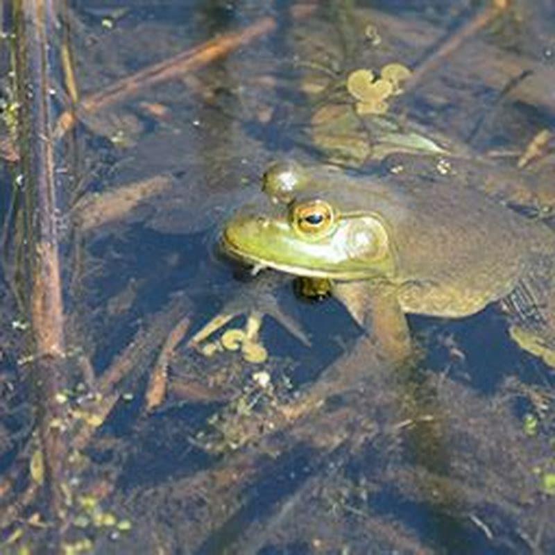 What do reptiles and amphibians do in the winter? - DIY Seattle