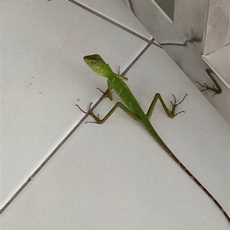 What does husbandry mean in reptiles?