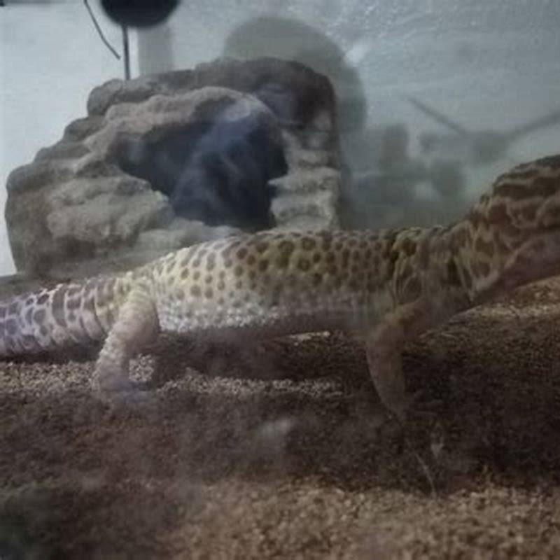 What happens if a lizard doesnt eat?