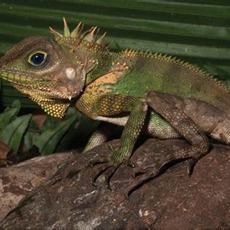 What Is CF In Reptiles DIY Seattle