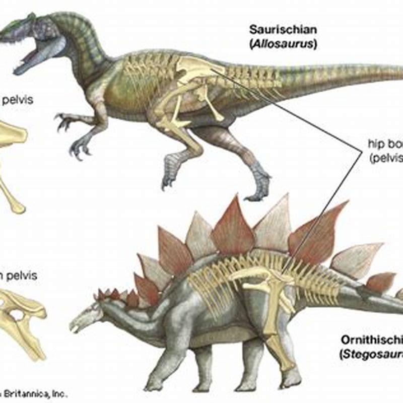 What is pelvis in dinosaurs?