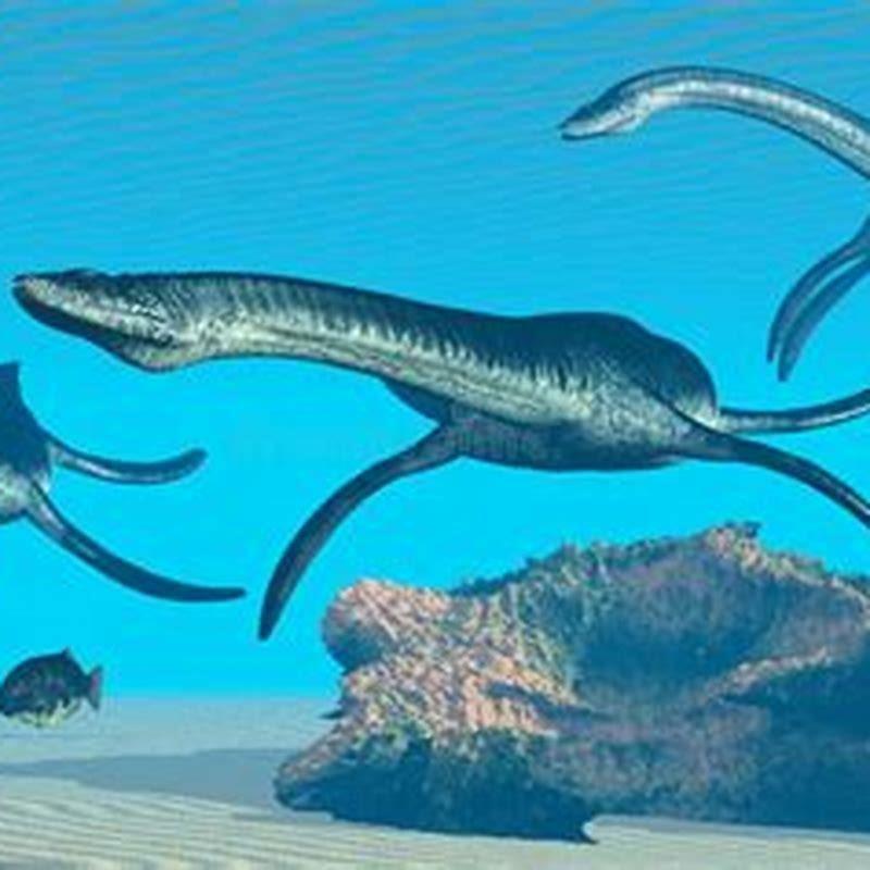 What is plesiosaur related to? - DIY Seattle