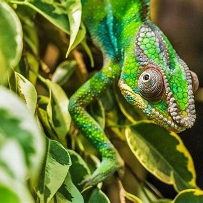 What is the characteristics of chameleon? - DIY Seattle