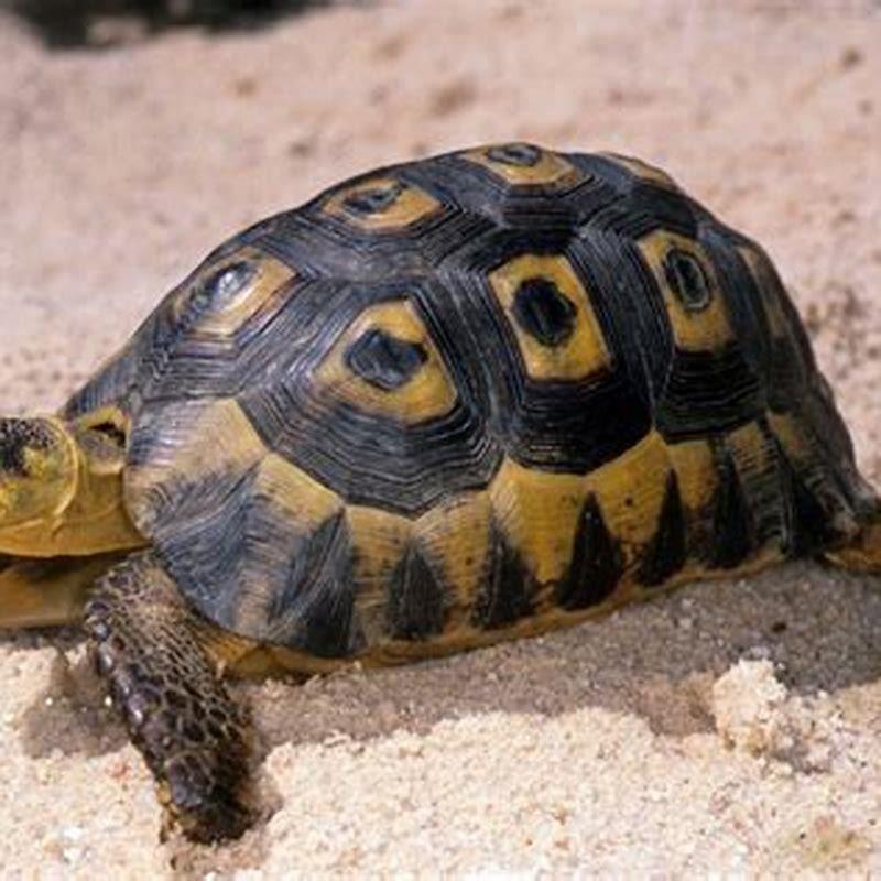 What makes turtle different from other reptiles?