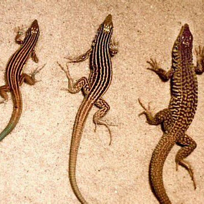 What reptiles can reproduce asexually? - DIY Seattle